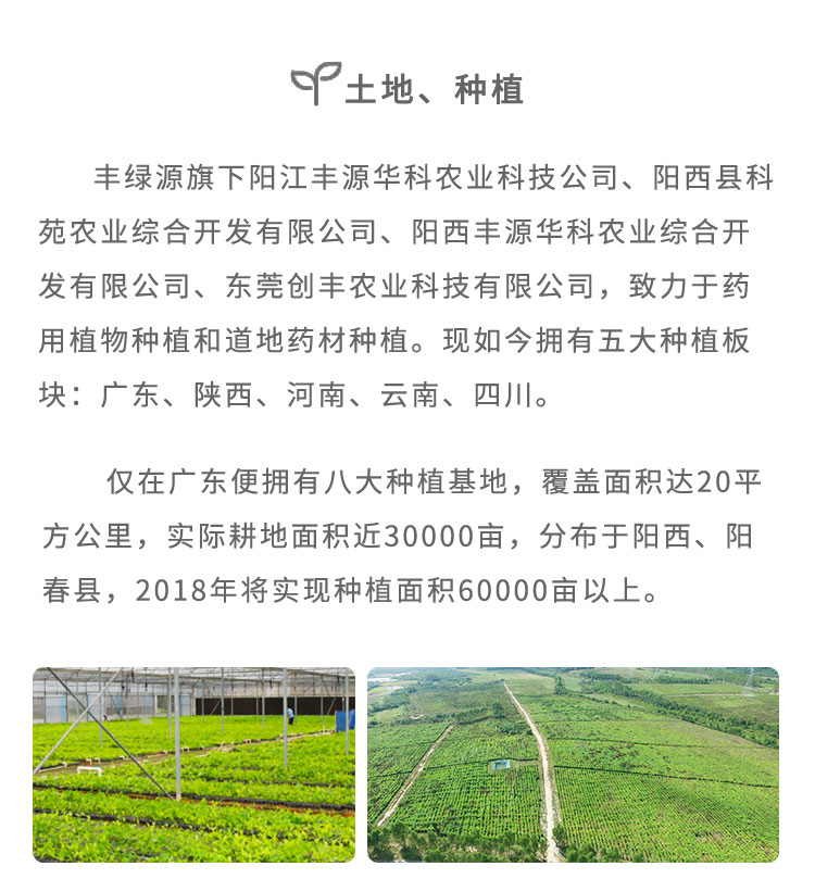 丰绿源深知“药材好,药才好;中药灵,中医才灵”,严格把控药材的质量,回归中草药的道地种植,确保中药疗效。从2005年开始布局广东、云南、陕西、四川、河南、内蒙古、西藏、贵州八大种植基地;药材产地辐射到广药、云药、秦药、川药、怀药、蒙药、藏药、贵药等。其中,在广东分别建立了 :沙扒长角基地、程村种植基地、泥河种植基地、高寨种植基地、儒洞林场种植基地、星光种植基地、大和口种植基地、胶痒种植基地、东莞市农业科技园原种育苗基地等九大种植及育苗基地,实际种植面积近22000亩。从原种培育、土壤的选择、育苗移植、野化种植到最后采收,实现科学化、规范化管理,确保为消费者提供放心、安全的高品质道地药材。
