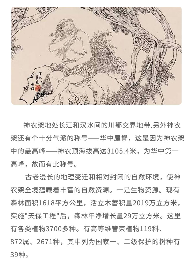 神农架地处长江和汉水间的川鄂交界地带.另外神农架还有个十分气派的称号一华中屋脊， 这是因为神农架中的最高峰一神 农顶海拔高达3105.4米，为华中第一高峰，故而有此称号。古老漫长的地理变迁和相对封闭的自然环境，使神农架全境蕴藏着丰富的自然资源。-是生物资源。现有森林面积1618平方公里，活立木蓄积量2019万立方米，实施“天保工程”后，森林年净增长量29万立方米。这里有各类植物3700多种。有高等维管束植物119科872属、2671种，其中列为国家一、二级保护的树种有39种。