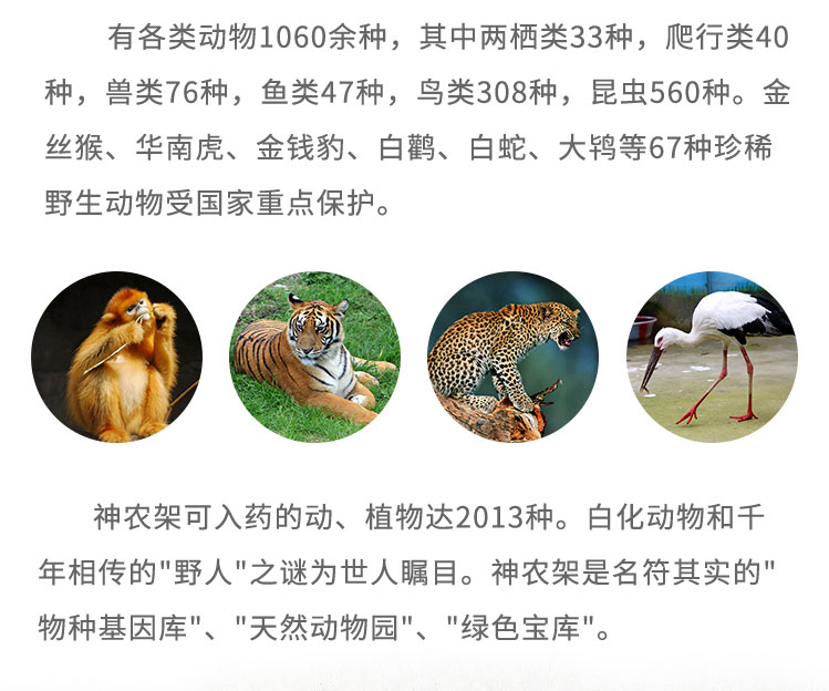 有各类动物1060余种，其中两栖类33种，爬行类40种，兽类76种，鱼类47种，鸟类308种，昆虫560种。金丝猴、华南虎、金钱豹、白鹳、白蛇、大鸨等67种珍稀野生动物受国家重点保护。神农架可入药的动、植物达2013种。白化动物和千年相传的“野人”之谜为世人瞩目。神农架是名符其实的“物种基因库”、“天然动物园”、“绿色宝库”