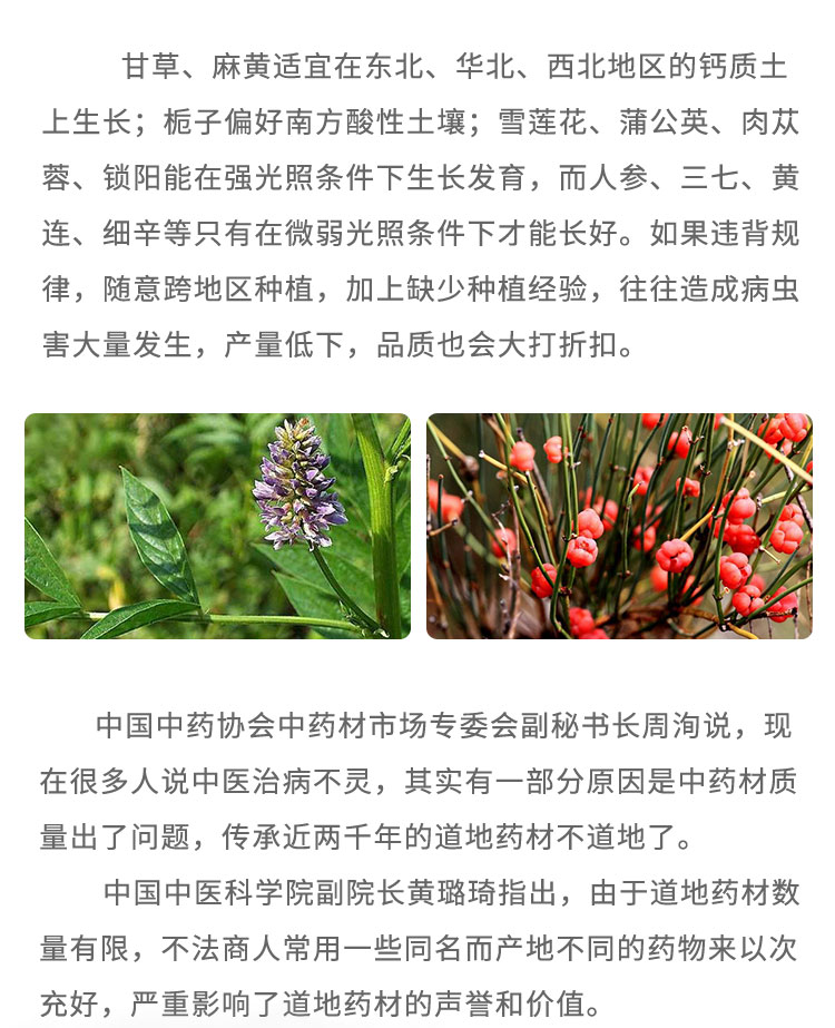 甘草、麻黄适宜在东北、华北、西北地区的钙质土上生长;栀子偏好南方酸性土壤;雪莲花、蒲公英、肉苁蓉、锁阳能在强光照条件下生长发育，而人参、三七、黄连、细辛等只有在微弱光照条件下才能长好。如果违背规律，随意跨地区种植，加上缺少种植经验，往往造成病虫害大量发生，产量低下，品质也会大打折扣。中国中药协会中药材市场专委会劃秘书长周洶说:现在很多人说中医治病不灵，其实有-部分原因是中药材质量出了问题，传承近两千年的道地药材不道地了。中国中医科学院副院长黄璐琦指出，由于道地药材数量有限，不法商人常用-些同名而产地不同的药物来以次充好，严重影响了道地药材的声誉和价值。